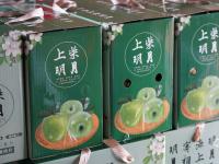 宝山出“宝果”！青岛的明月苹果丰收啦，上镜头|兴农记⑥