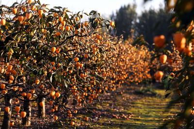 秋天的N种颜色·金|新“柿”业，满枝头！前二沟村的柿子熟啦