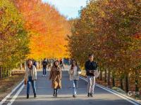 秋天的N种颜色·红 | 高颜值滤镜！青岛这片枫林太出片了