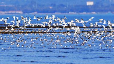 小可爱来啦！大批候鸟飞抵胶州湾越冬