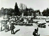 44年前的中山公园菊展啥样？戳图，感受“回忆杀”