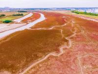 洋河入海口变“红海滩”？只因这种植物