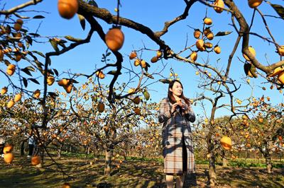 秋天的N种颜色·金|新“柿”业，满枝头！前二沟村的柿子熟啦