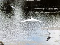 张村河即景：水清岸绿，白鹭忙“贴秋膘”