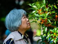 中山公园：有种秋天，叫“桂花十里香”