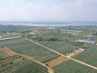 美“梨”乐农家，平度云山镇秋月梨大丰收——兴农记⑤