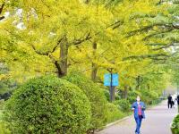 满城渐披“黄金甲”！金秋青岛的银杏树美出天际