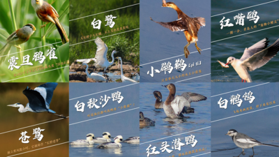 生态好不好，鸟儿最知道！青岛珍稀鸟类图鉴