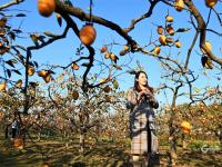 秋天的N种颜色·金|新“柿”业，满枝头！前二沟村的柿子熟啦