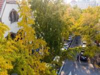 青岛老城这条“小众银杏路”颜值爆表