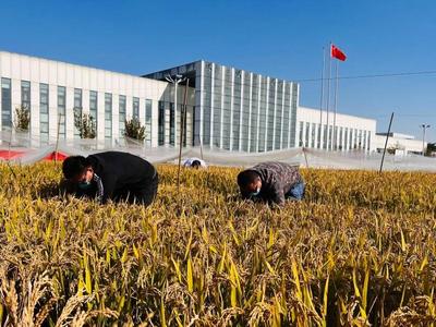 青岛向你“稻”喜！中国4‰盐度下耐盐常规稻再破纪录，亩产超691公斤