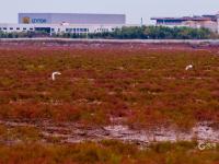洋河入海口变“红海滩”？只因这种植物