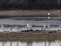 小可爱来啦！大批候鸟飞抵胶州湾越冬