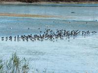 河套湿地秋景：鱼虾成群，水鸟扎堆