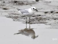 大杓鹬、白琵鹭……实拍白沙河湿地“水鸟驿站”