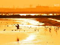 小可爱来啦！大批候鸟飞抵胶州湾越冬