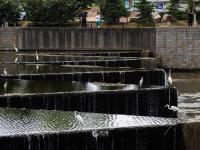 张村河即景：水清岸绿，白鹭忙“贴秋膘”