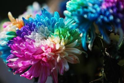 错过等一年！中山公园菊展时间过半，速来