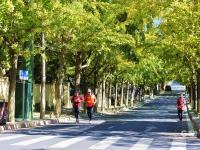 满城渐披“黄金甲”！金秋青岛的银杏树美出天际