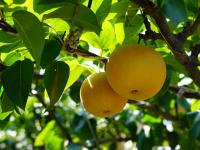 美“梨”乐农家，平度云山镇秋月梨大丰收——兴农记⑤