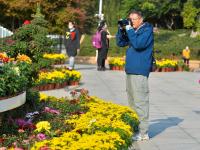 海泊河公园：秋日赏菊，“不一样的烟火”