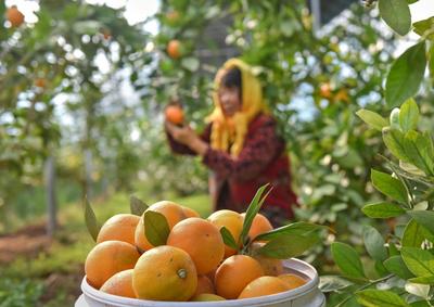 “宝藏水果”扎堆熟！胶州铺集镇“一村一品”采摘镜头来了