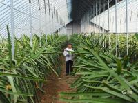 “宝藏水果”扎堆熟！胶州铺集镇“一村一品”采摘镜头来了