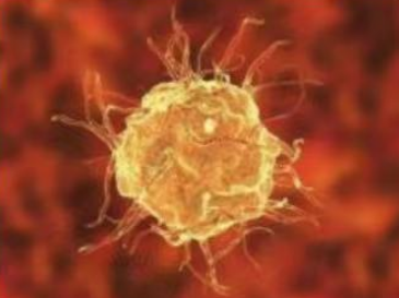 我国科学家初步破解“细胞清道夫”形成之谜