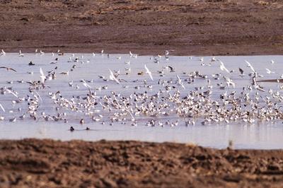 青头潜鸭、大天鹅、黑嘴鸥……白沙河湿地：水鸟天堂