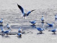 又是一年赏鸥季！十余万只海鸟云集青岛海滨湿地