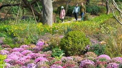 藏不住了，中山公园的花溪谷美成“世外桃源”