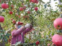 “宝藏水果”扎堆熟！胶州铺集镇“一村一品”采摘镜头来了