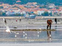 赶海带上盐，来看周末崂山休闲新玩法