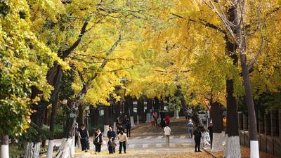 露天“摄影棚”！八大关迎来高颜值赏景期