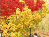 秋天的N种颜色丨奥林匹克公园实拍：留住秋天