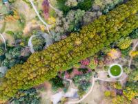 “赏秋秘境”！太平角公园有条“梧桐隧道”