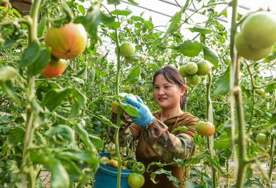 “宝藏水果”扎堆熟！胶州铺集镇“一村一品”采摘镜头来了