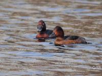青头潜鸭、大天鹅、黑嘴鸥……白沙河湿地：水鸟天堂