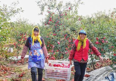 “宝藏水果”扎堆熟！胶州铺集镇“一村一品”采摘镜头来了