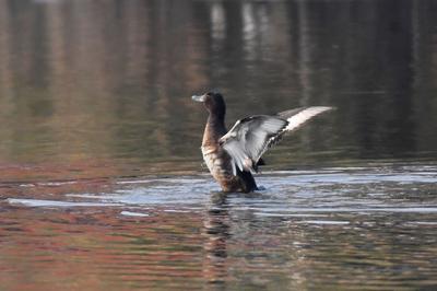 青头潜鸭、大天鹅、黑嘴鸥……白沙河湿地：水鸟天堂