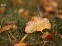 秋天的N种颜色丨赏“油画级”秋景？你可以永远相信百花苑