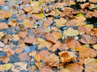 “赏秋秘境”！太平角公园有条“梧桐隧道”