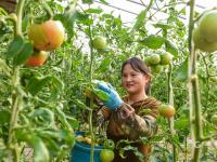 “宝藏水果”扎堆熟！胶州铺集镇“一村一品”采摘镜头来了