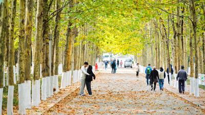 “赏秋秘境”！太平角公园有条“梧桐隧道”