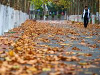 错过等一年，超美落叶季即将下线