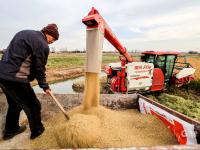 致富新“稻”路！青岛这里的水稻丰收啦