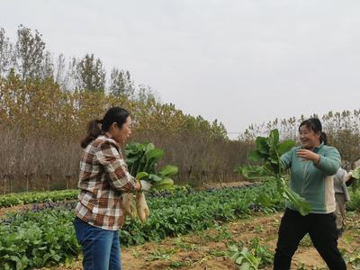 身边的感动 | 帮扶的老人爱吃萝卜缨子，她俩下班后直奔田间地头……