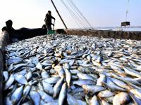 肥美、新鲜！胶州湾海捕青鳞鱼上岸啦