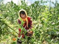 “宝藏水果”扎堆熟！胶州铺集镇“一村一品”采摘镜头来了