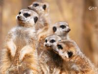 萌得一脸！野生动物世界实拍：细尾獴扎堆晒太阳